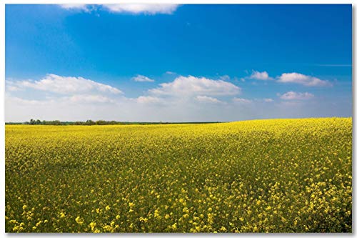 Снимка в стил Кънтри, Принт (без рамка), Изображението на жълтите полета с рапица под спокоен и Синьо небе през Пролетта на ден